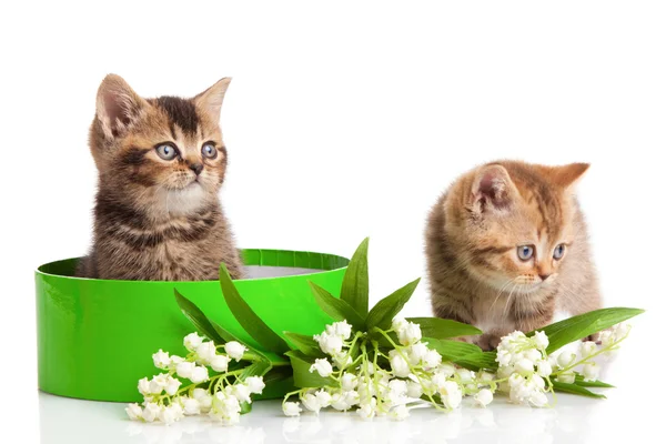 Kittens in groene giftdoos geïsoleerd op wit. — Stockfoto