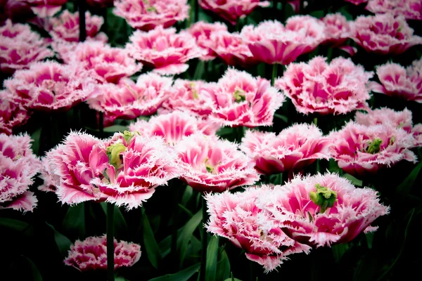 Beautiful tulips - spring flowers — Stock Photo, Image