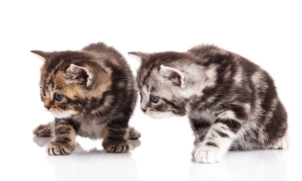 Twee kitten op een witte achtergrond — Stockfoto