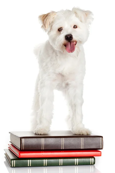 White dog on books — Stock Photo, Image