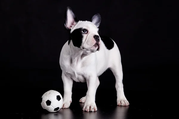 黒の背景上にボールを持つフレンチ ブルドッグ子犬 — ストック写真