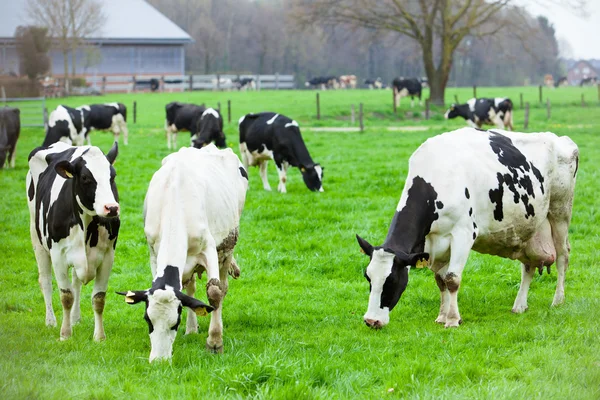 Kor på grön äng — Stockfoto