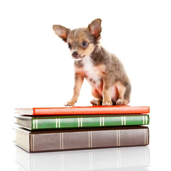 Chihuahua puppy on books. — Stock Photo, Image