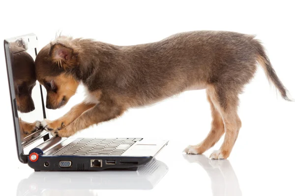 bir dizüstü bilgisayar önünde bir tatlı chihuahua köpek portresi