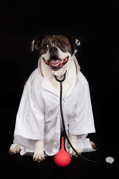 Bulldog americano vestito con un cappotto medico Foto Stock