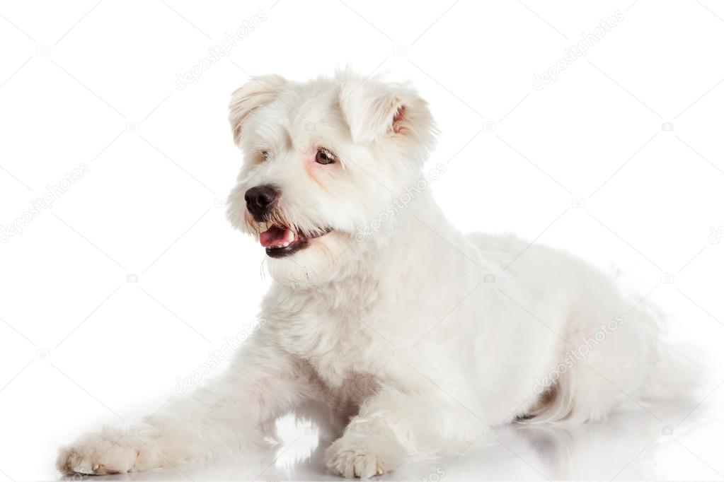 Beautiful Dog isolated on white background