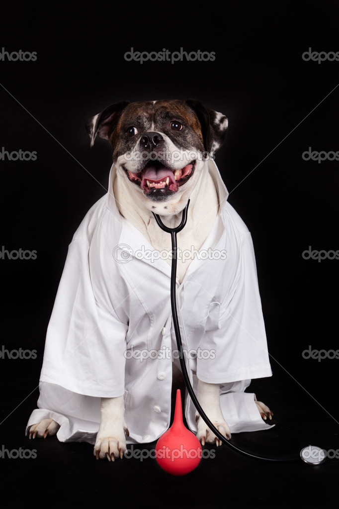 American Bulldog dressed in a doctor coat — Stock Photo © ewastudio