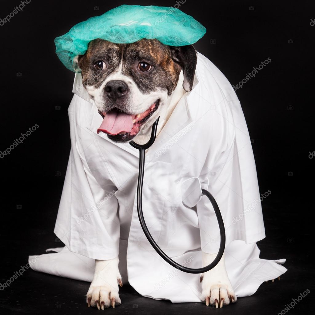 American Bulldog dressed in a doctor coat
