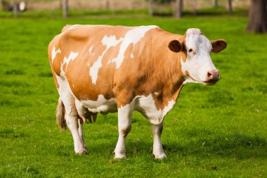 çayır üzerinde ineklerin