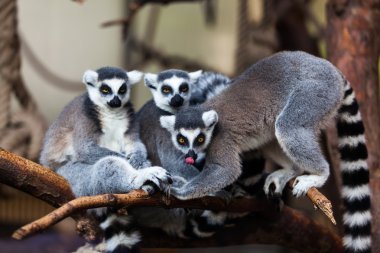 Halka Kuyruklu Lemur