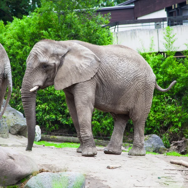 Elefante arbusto africano no zoológico — Fotografia de Stock