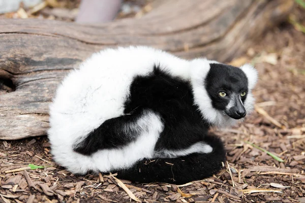 Anel cauda Lemur — Fotografia de Stock