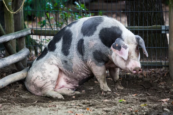 Fat pig in farm — Stock Photo, Image