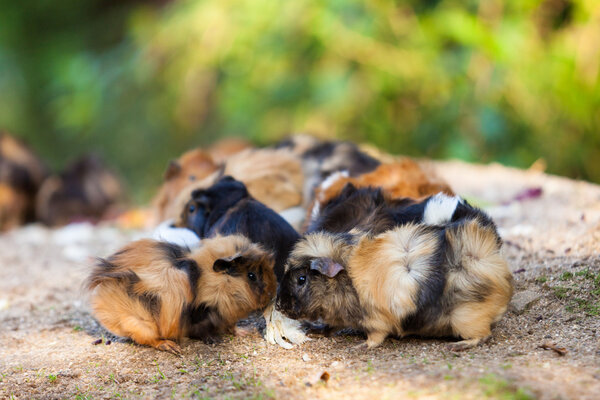 Guinea pigs .Cavia porcellus — Stock Photo, Image