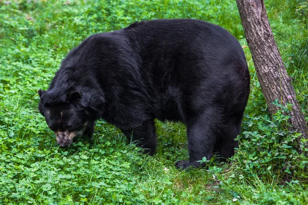 Kara ayısı — Stok fotoğraf