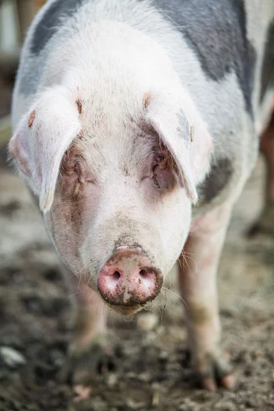 Porco gordo na quinta — Fotografia de Stock