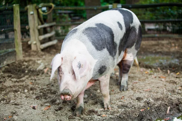Cerdo gordo en la granja —  Fotos de Stock