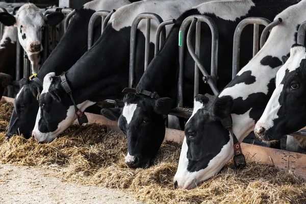 Vacas lecheras en una granja. —  Fotos de Stock