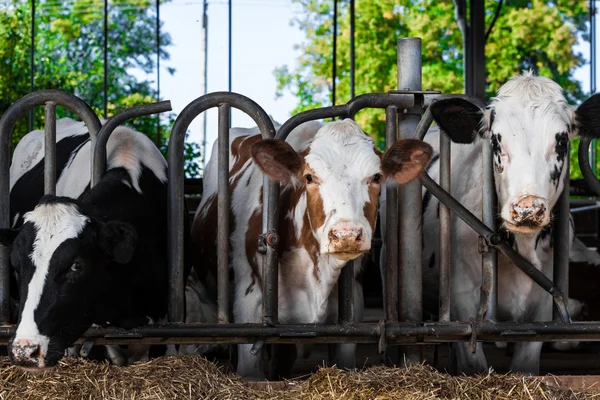 Vacas leiteiras em uma fazenda . — Fotografia de Stock