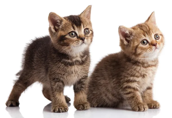 Twee kitten — Stockfoto