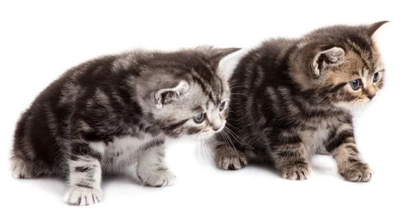 Twee kitten — Stockfoto