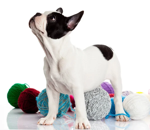 Bulldog francês com bolas de lã — Fotografia de Stock