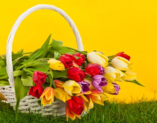 Mand met kleurrijke tulpen. — Stockfoto