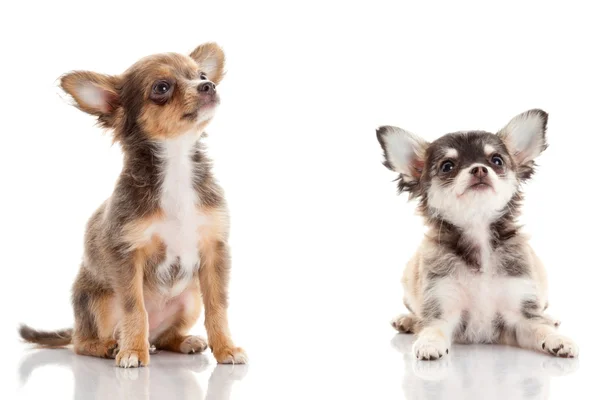 Chihuahua puppies — Stock Photo, Image