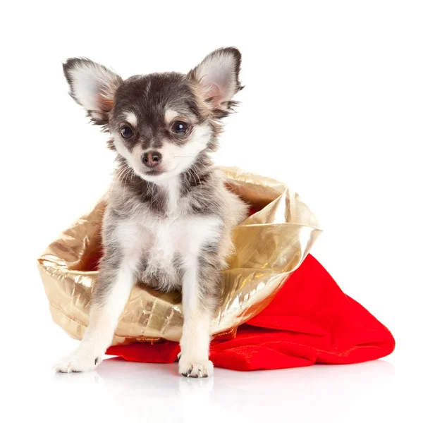 Cucciolo di chihuahua per Natale ! — Foto Stock