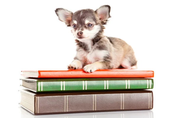 Chihuahua on books — Stock Photo, Image