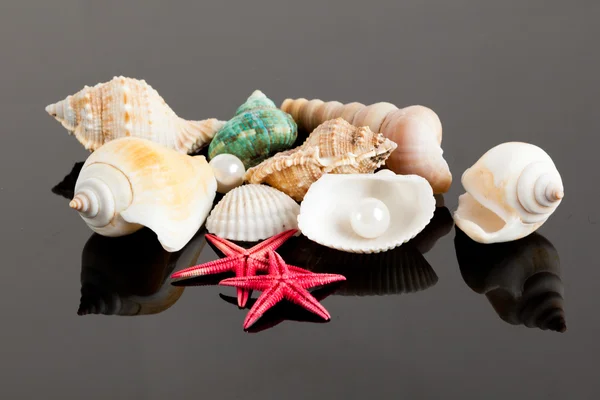 Pearl on the seashell . — Stock Photo, Image