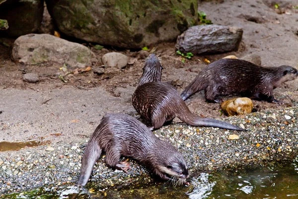 Clawed otters. — Stock Photo, Image