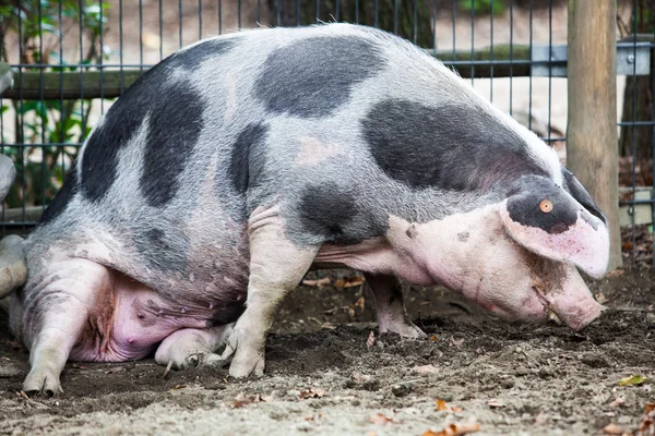 Pis domuz çamur içinde oturan — Stok fotoğraf
