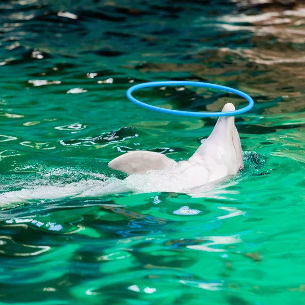Дельфін грає з обручем — стокове фото