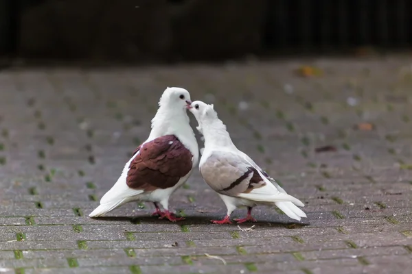 Zwei liebende Tauben. zwei Tauben — Stockfoto