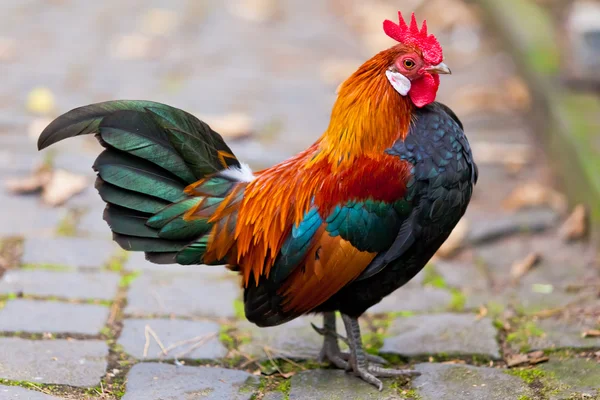 Beautiful Rooster — Stock Photo, Image