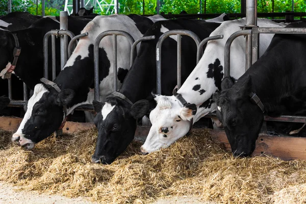 Vacas en una granja. Vacas lecheras en una granja. —  Fotos de Stock