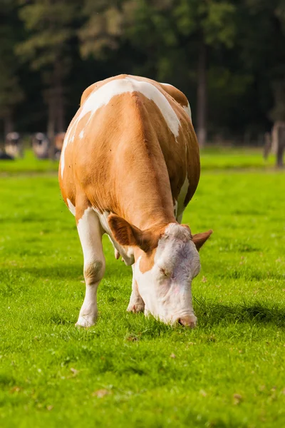 Krowy na łące. wypas cieląt — Zdjęcie stockowe