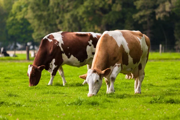 Cows on meadow. Grazing calves — Stock Photo, Image