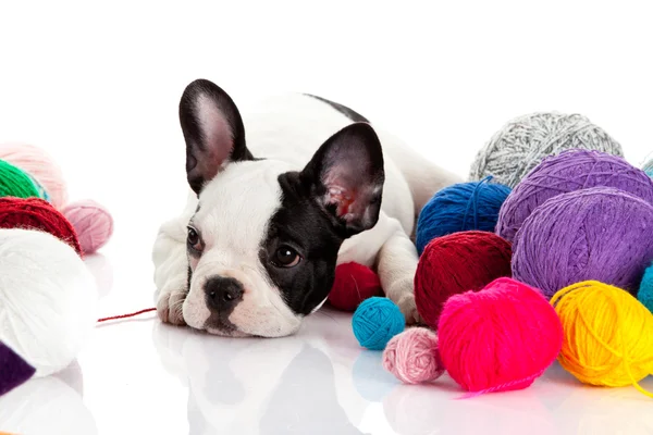 French Bulldog puppy with a wool balls isolated on white — Stock Photo, Image