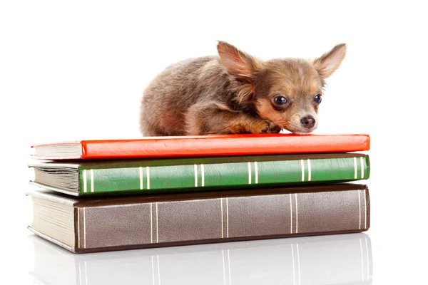 Perro en los libros. Chihuahua cachorro — Foto de Stock