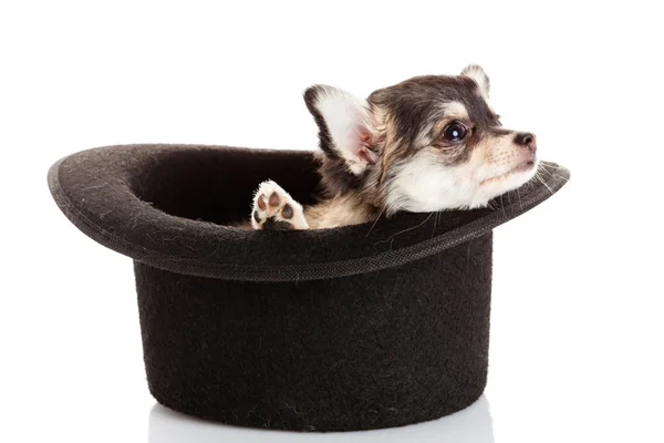 Chihuahua cachorro en un sombrero. — Foto de Stock