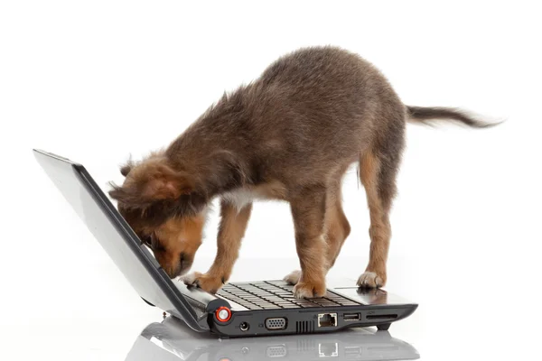 Retrato de um cão chihuahua bonito na frente de um laptop em branco — Fotografia de Stock