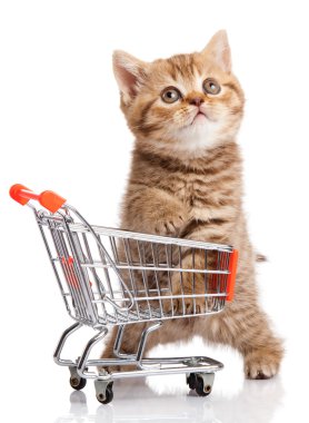 alışveriş sepeti ile İngiliz kedi