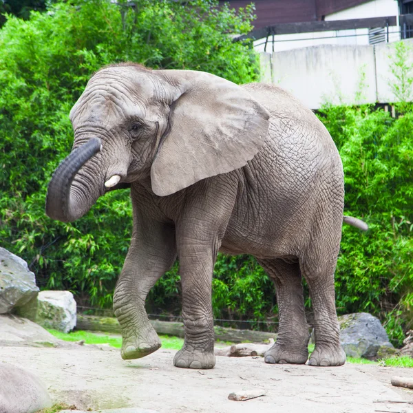 Afrikansk elefant — Stockfoto