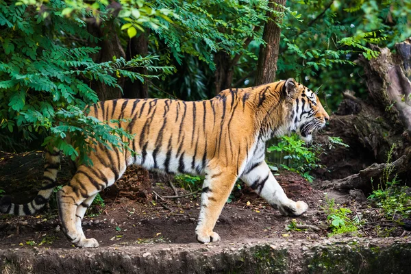 Tijger — Stockfoto