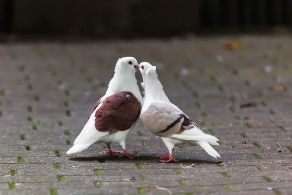 Due piccioni — Foto Stock