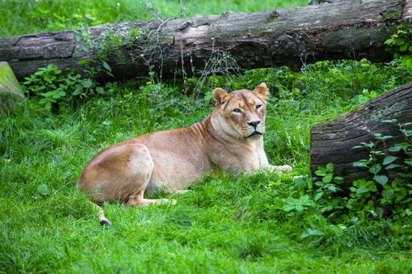 Львица — стоковое фото