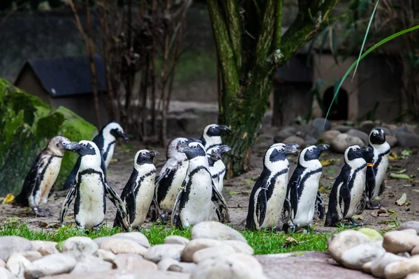 Pinguïns — Stockfoto