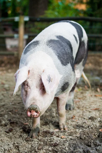 Cerdo gordo —  Fotos de Stock